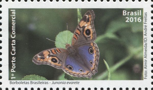 Tropical Buckeye (Junonia evarete)