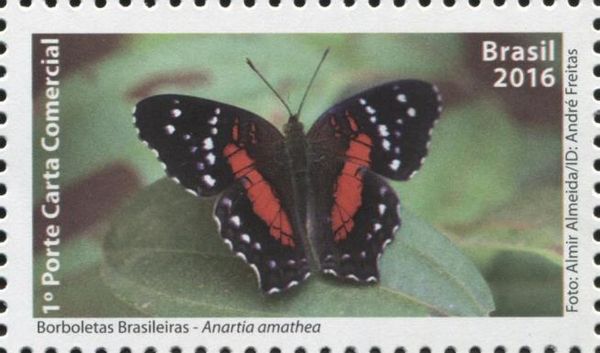 Coolie (Anartia amathea)