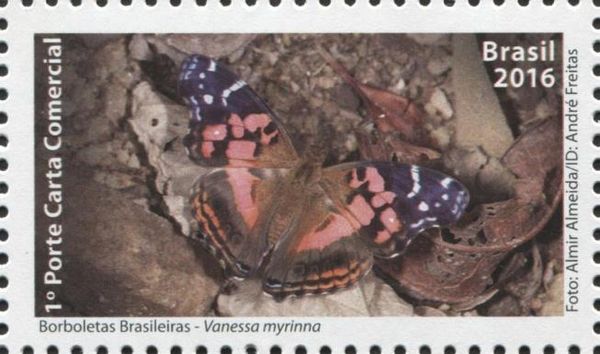 Vivid Painted Lady (Vanessa myrinna)