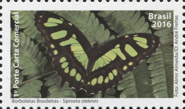 Malachite (Siproeta stelenes)