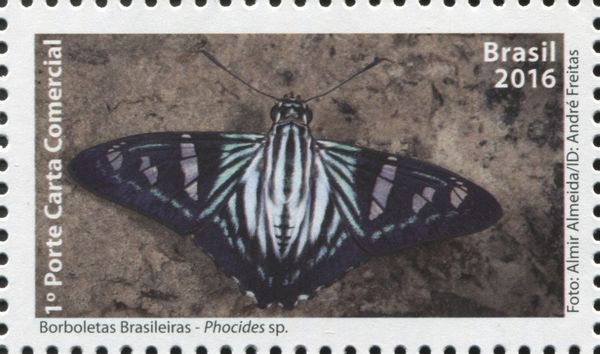 Butterfly (Phocides sp.)
