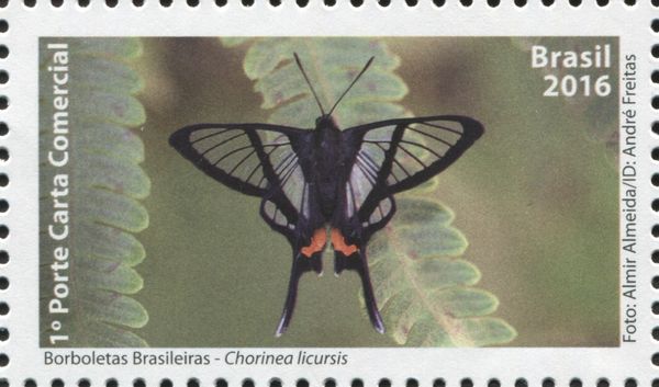 Metalmark Butterfly (Chorinea licursis)