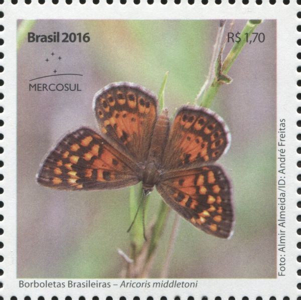 Aricoris middletoni