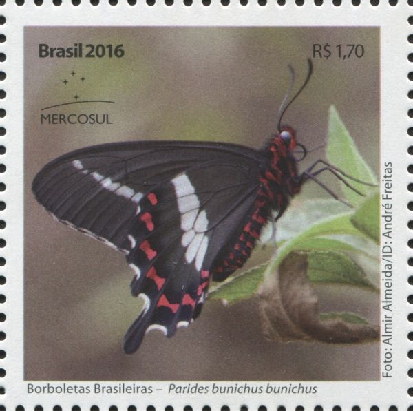 Parides bunichus bunichus