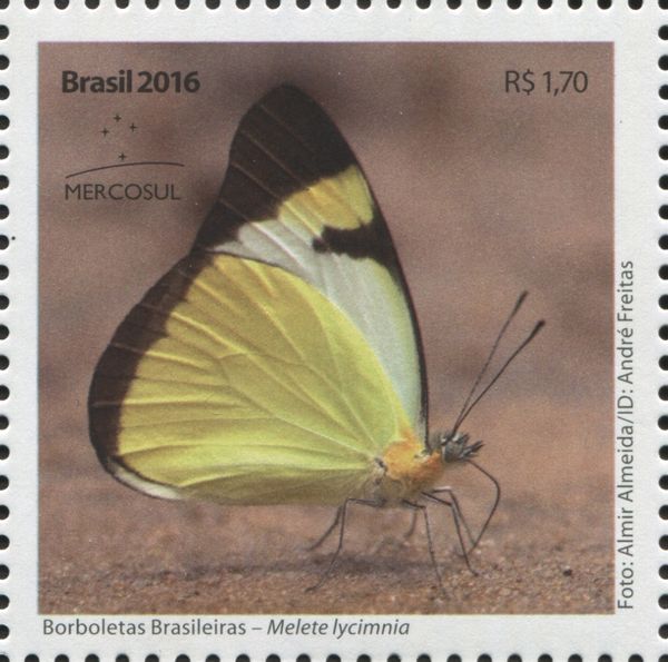 Melete lycimnia