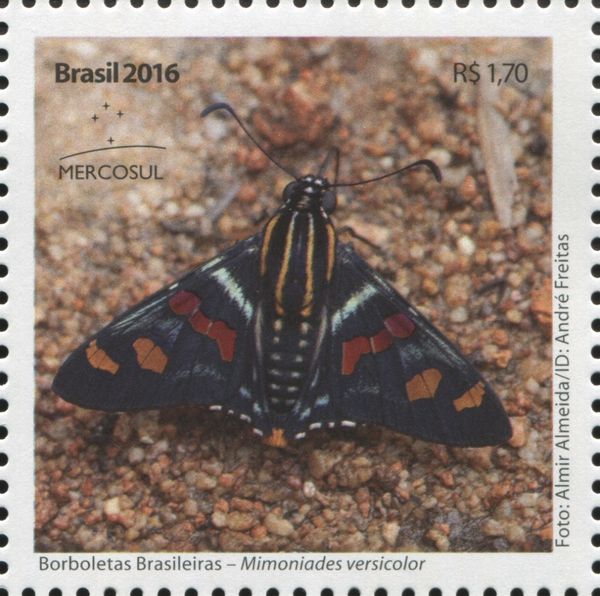 Mimoniades versicolor