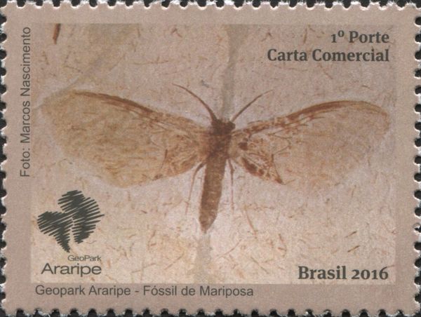 Moth Fossil