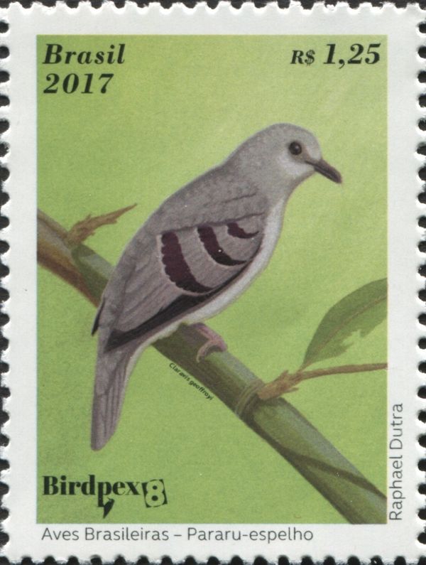 Purple-winged Ground-Dove (Claravis geoffroyi)