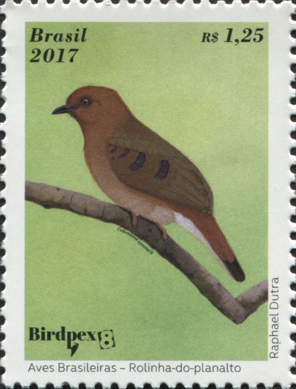 Blue-eyed Ground-Dove (Columbina cyanopis)