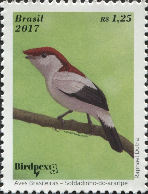Araripe Manakin (Antilophia bokermanni)