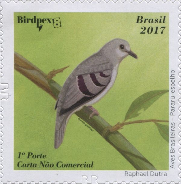Purple-winged Ground-Dove (Claravis geoffroyi)