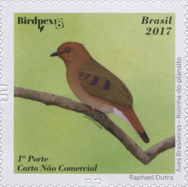 Blue-eyed Ground-Dove (Columbina cyanopis)