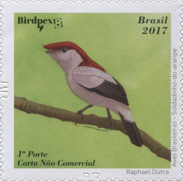 Araripe Manakin (Antilophia bokermanni)