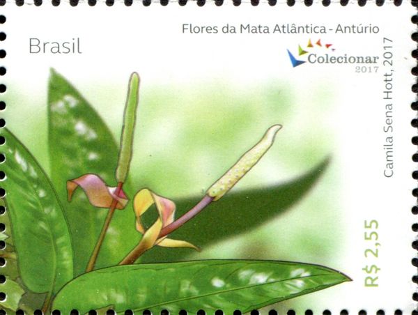 Flowers of the Atlantic Forest - Anthurium (Anturio)