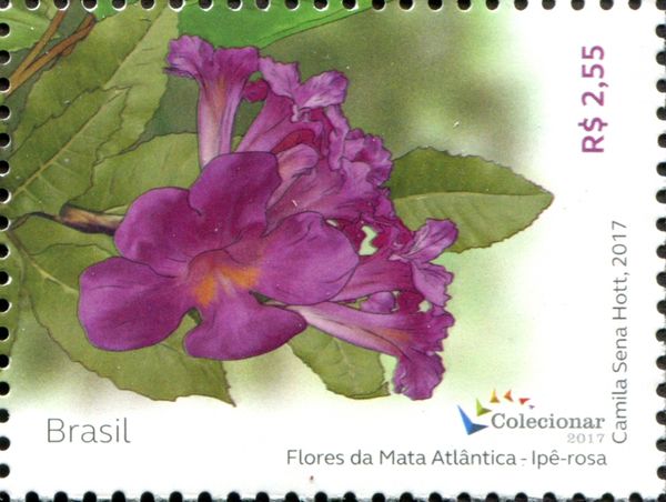 Flowers of the Atlantic Forest - Pink Ipê (Ipê Rosa)