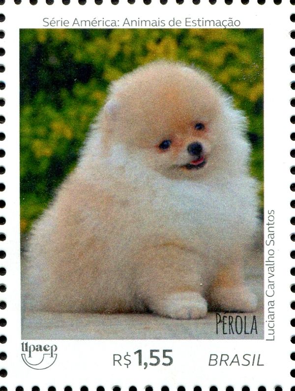 Dogs - Perola