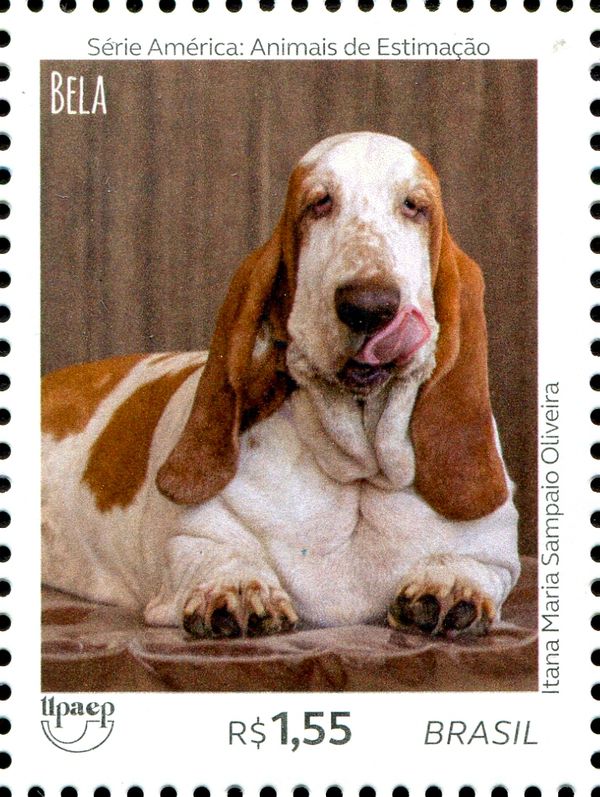 Dogs - Bela
