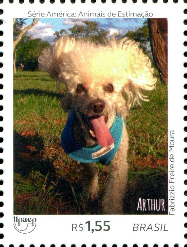 Dogs - Arthur