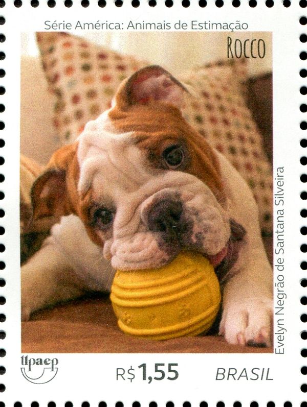 Dogs - Rocco