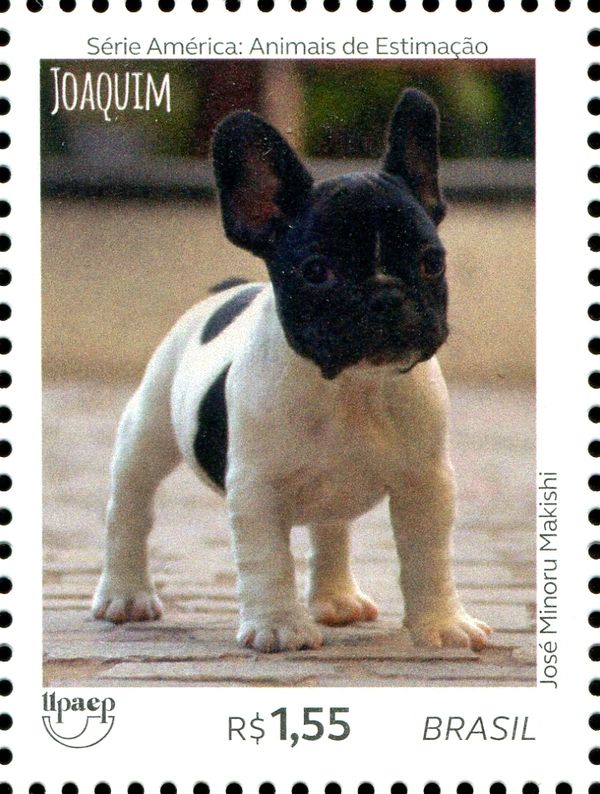Dogs - Joaquim