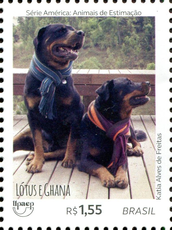 Dogs - Lotus & Ghana