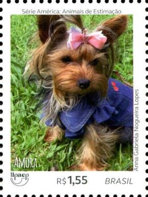Dogs - Amora