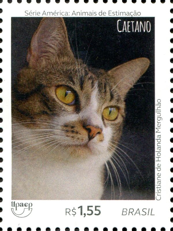 Cats - Caetano