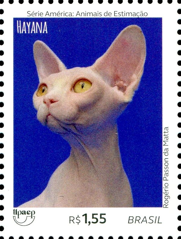 Cats - Hayana