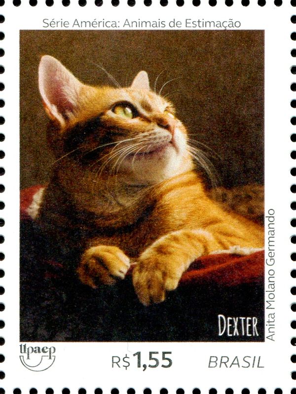 Cats - Dexter