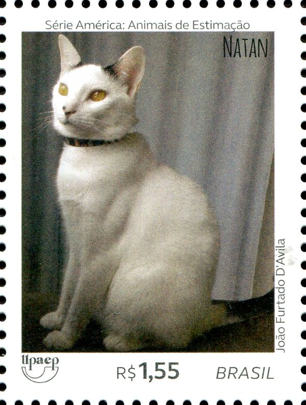 Cats - Natan