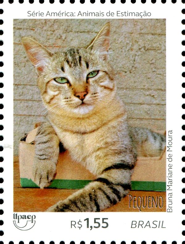 Cats - Pequeno