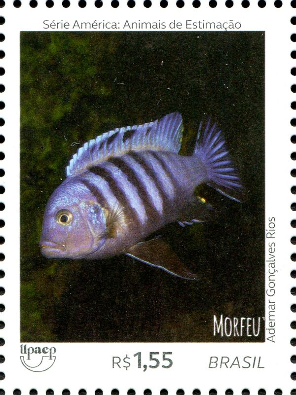 Fish - Morfeu