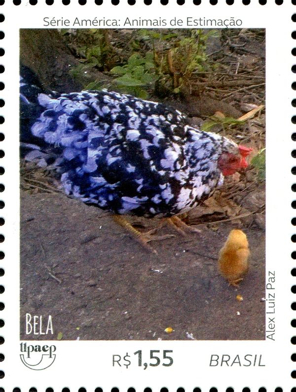 Bela Chicken