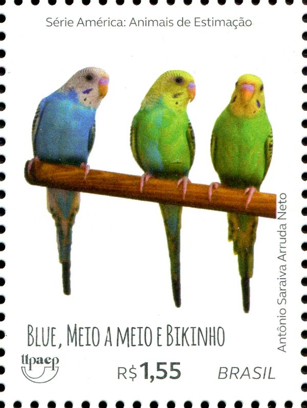 Budgerigar breeds - Blue, Meio a meio & Bikinho