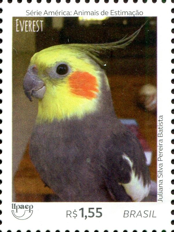 Cockatiel - Everest breed