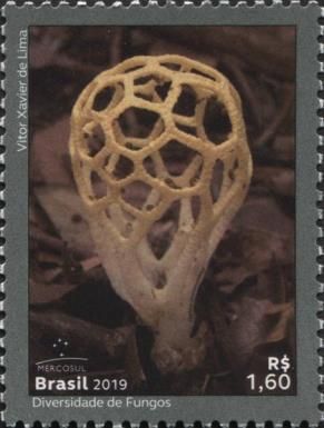 Mercosul : The Diversity of Fungi (Clathrus Chrysomycelinus)