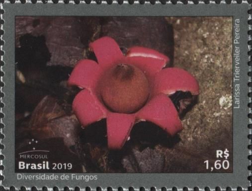 Mercosul : The Diversity of Fungi (Geastrum Violaceum)