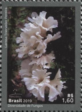 Mercosul :The Diversity of Fungi (Hydnopolyporus Fimbriatus)