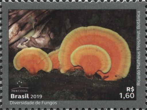 Mercosul : The Diversity of Fungi (Laetiporus Gilbertsonii)