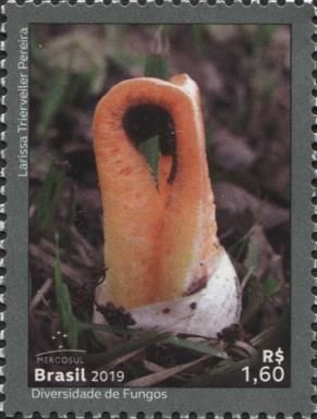 Mercosul : The Diversity of Fungi (Clathrus Columnatus)