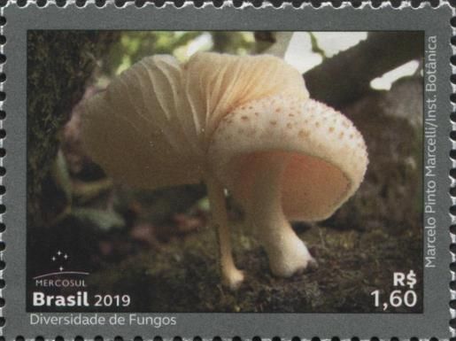 Mercosul : The Diversity of Fungi (Oudemansiella Cubensis)