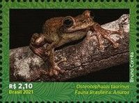 Manaus Slender-Legged Tree Frog (Osteocephalus taurinus)