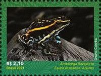 Lutz's Poison Frog (Ameerega flavopicta)