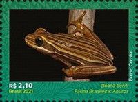 Cerrado Tree Frog (Boana buriti)