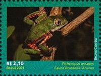 Leaf Frog sp. (Pithecopus oreades)