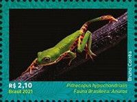 Northern Orange-legged Leaf Frog (Pithecopus hypochondrialis