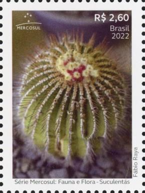 Uebelmannia pectinifera