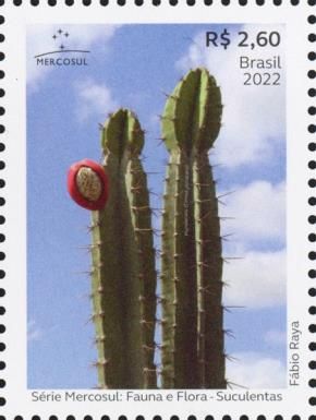 Cereus jamacaru