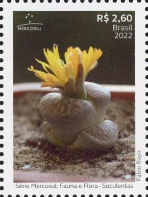 Lithops lesliei