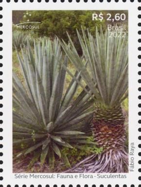 Agave sisalana